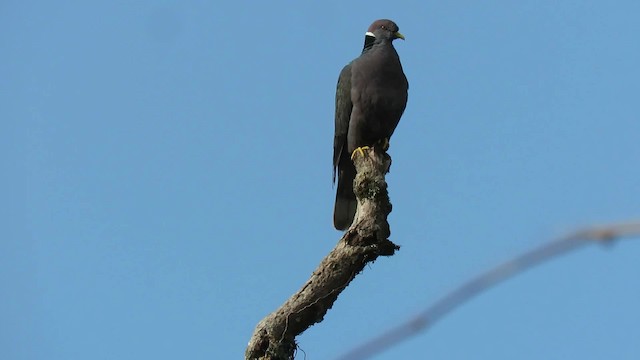 Band-tailed Pigeon (White-necked) - ML200795401