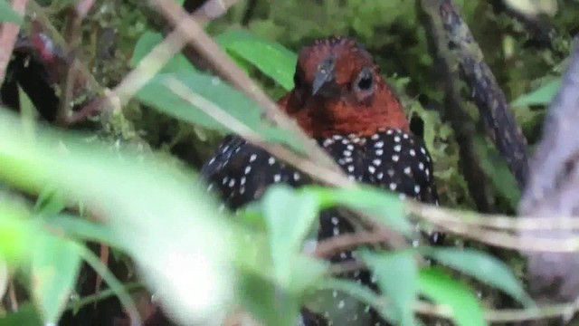 Tapaculo Ocelado - ML200795501