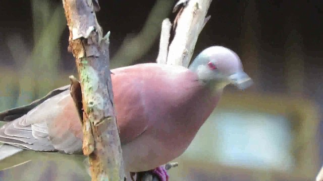 Pale-vented Pigeon - ML200795511