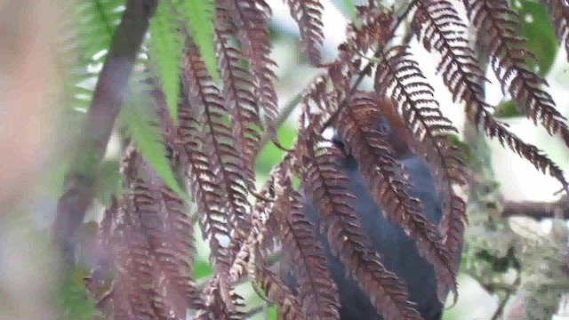 Grallaire à nuque rousse - ML200795531