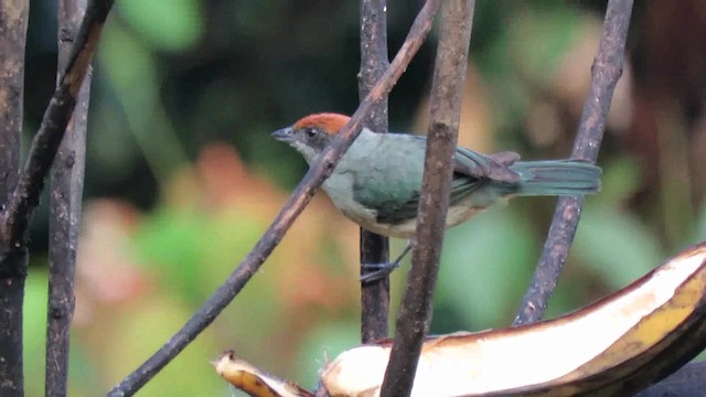 Scrub Tanager - ML200795541