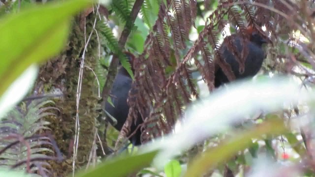 Grallaire à nuque rousse - ML200795551