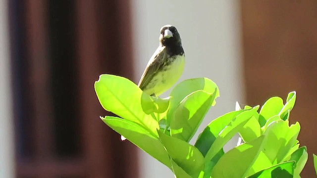 Yellow-bellied Seedeater - ML200795601