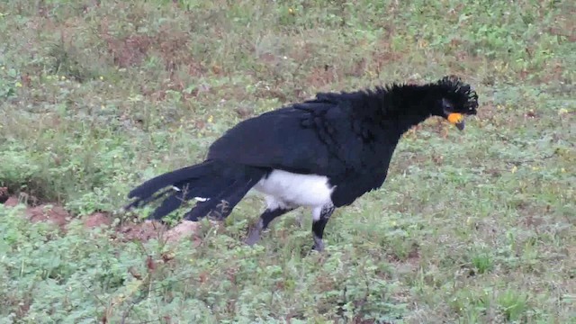 Bare-faced Curassow (Bare-faced) - ML200795611