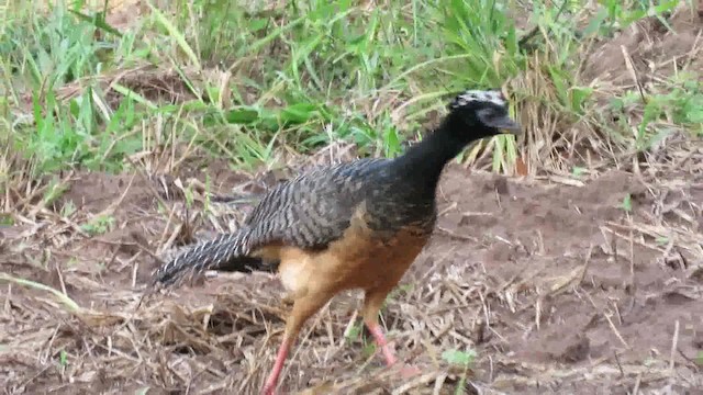Bare-faced Curassow (Bare-faced) - ML200795621