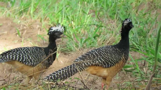 Bare-faced Curassow (Bare-faced) - ML200795631