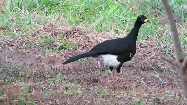 Bare-faced Curassow (Bare-faced) - ML200795641