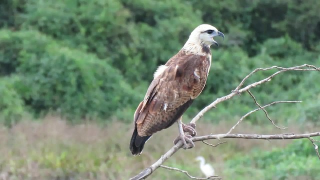 Black-collared Hawk - ML200795651