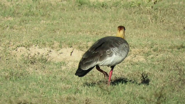 Buff-necked Ibis - ML200795711