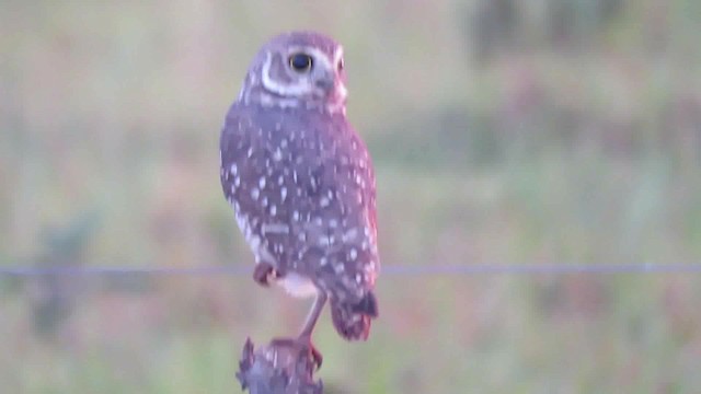 Burrowing Owl (grallaria) - ML200795721