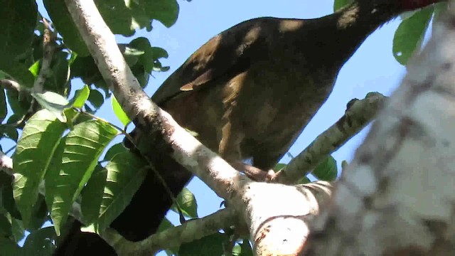 Chachalaca Charata - ML200795751