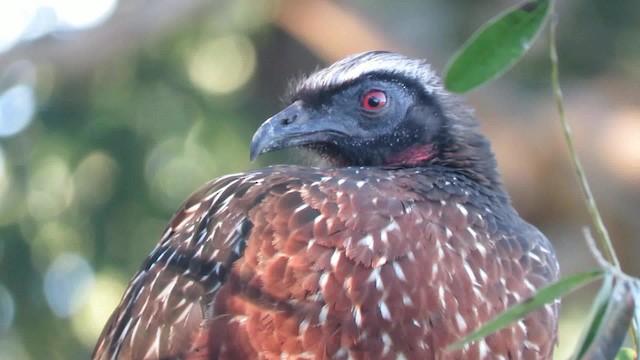 Chestnut-bellied Guan - ML200795761