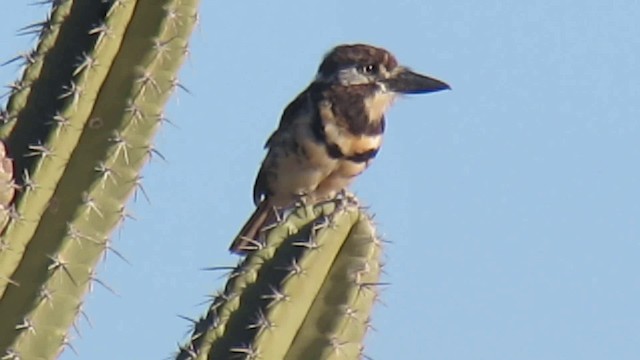 Two-banded Puffbird - ML200795781