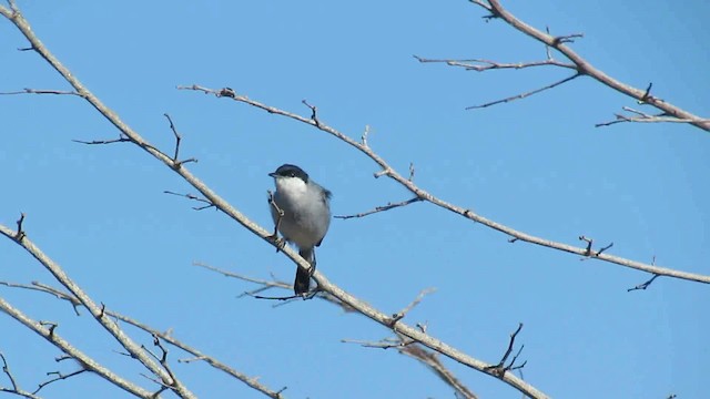 Tropical Gnatcatcher - ML200795801