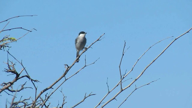 Tropical Gnatcatcher - ML200795831