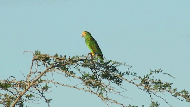 キボウシインコ - ML200795851