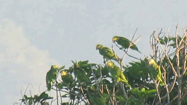 Amazona de Hombro Gualda - ML200795861