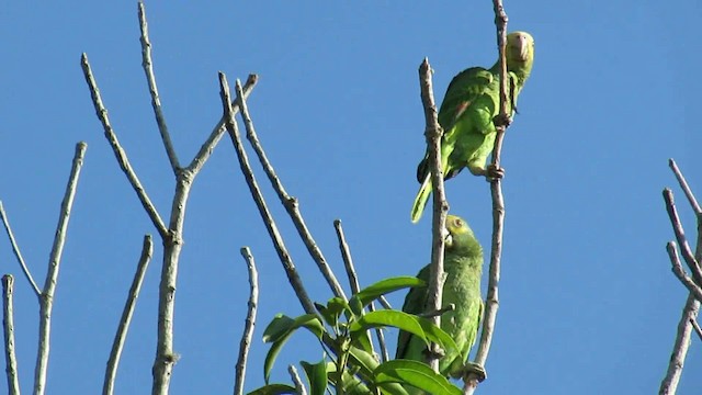 キボウシインコ - ML200795911
