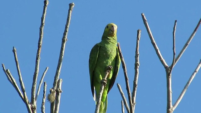 キボウシインコ - ML200795921