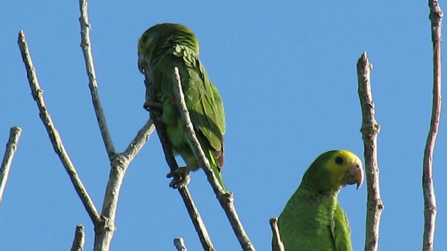 キボウシインコ - ML200795931