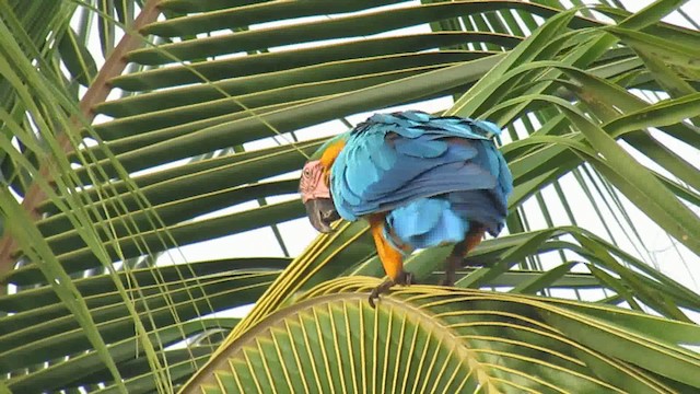 藍黃金剛鸚鵡 - ML200795961