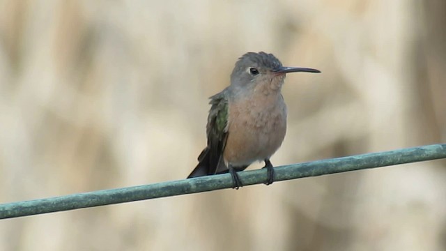 Buffy Hummingbird - ML200796001