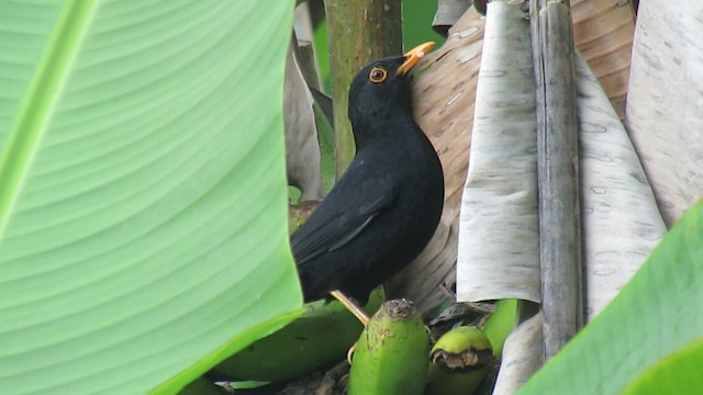 Glossy-black Thrush - ML200796061