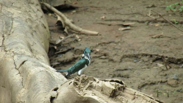 Martin-pêcheur d'Amazonie - ML200796191