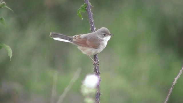 Spectacled Warbler - ML200796751