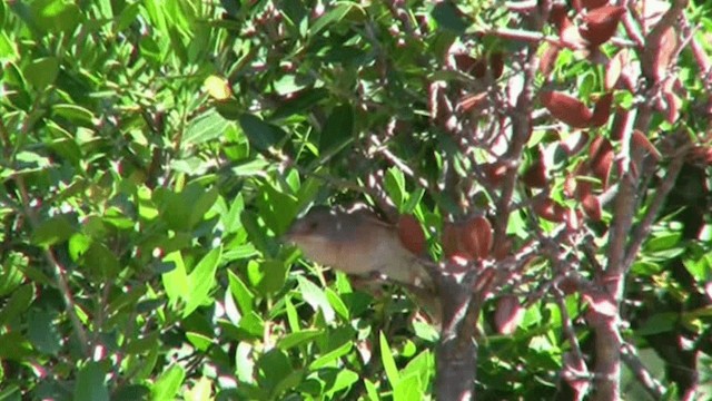 Western Subalpine Warbler - ML200796811