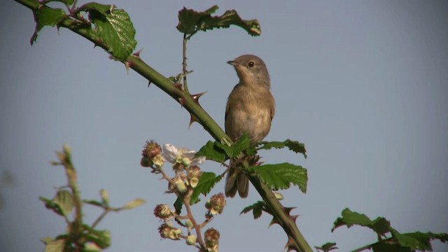 Spectacled Warbler - ML200797031