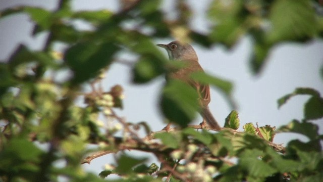 Spectacled Warbler - ML200797051