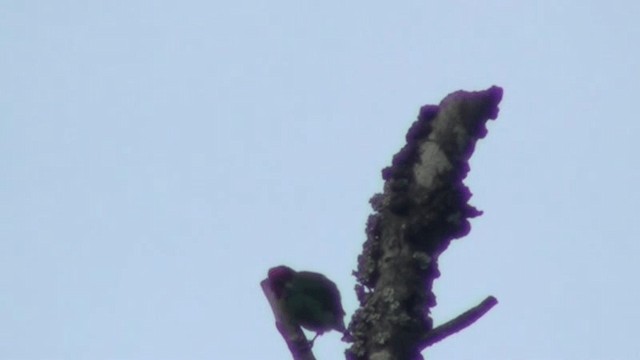 Malabar Barbet - ML200797341