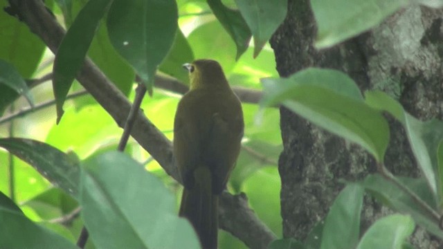 Bulbul Cejiamarillo - ML200797381