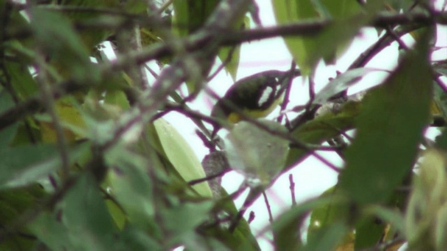 Common Iora - ML200797451