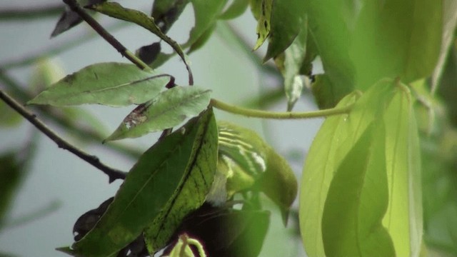 Common Iora - ML200797471