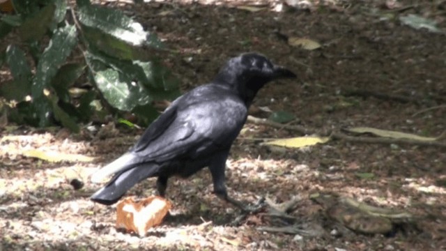 Large-billed Crow - ML200797481
