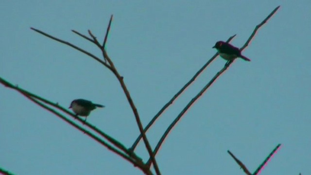 Red-capped Cardinal - ML200797571