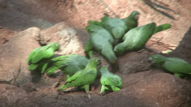 Yellow-crowned Parrot - ML200797581