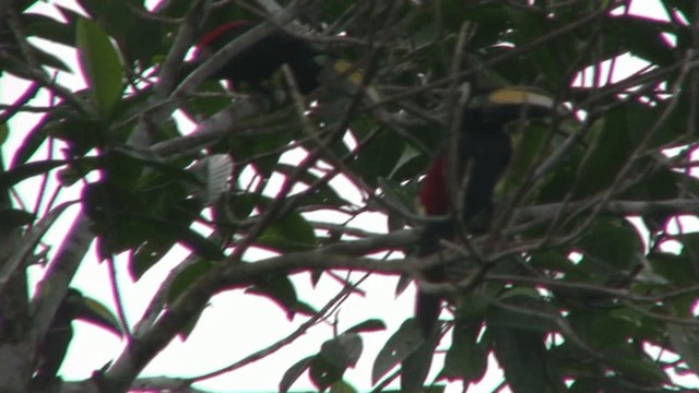 Many-banded Aracari - ML200797611