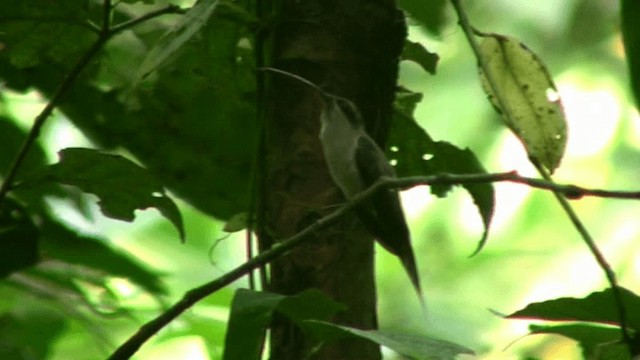 kolibřík běloknírkový - ML200797621