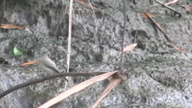 Drab Water Tyrant - ML200797701