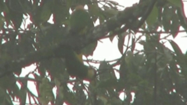 Black-headed Parrot - ML200797721