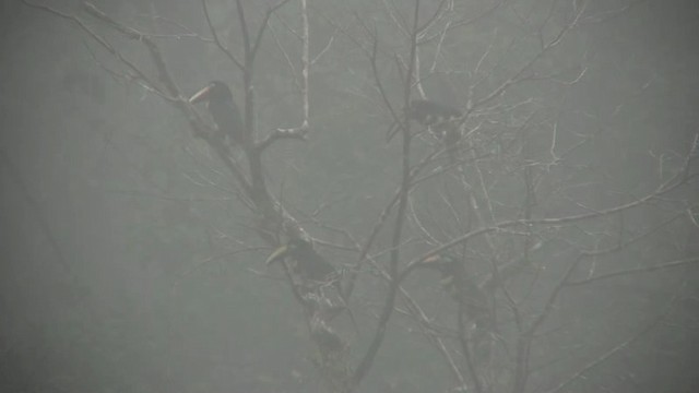 Many-banded Aracari - ML200797831