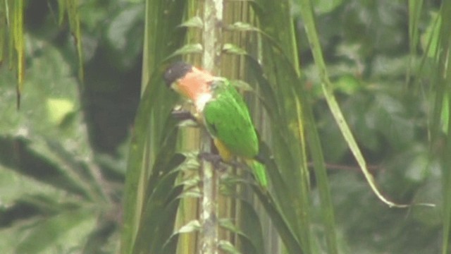 Black-headed Parrot - ML200797851