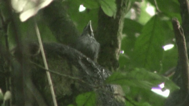 Spot-winged Antshrike - ML200797921