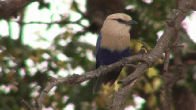 Blue-bellied Roller - ML200798091