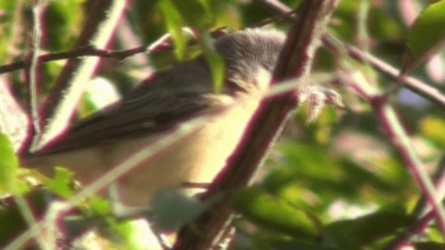 Northern Puffback - ML200798101