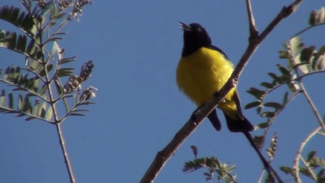 Pygmy Sunbird - ML200798121