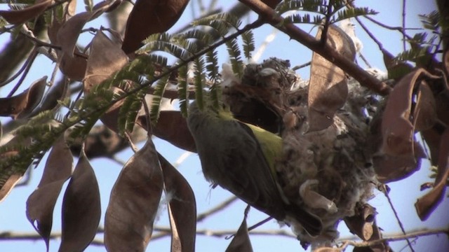 Pygmy Sunbird - ML200798131